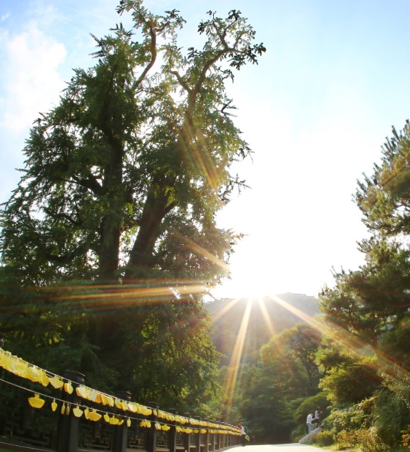 용문사은행나무사진