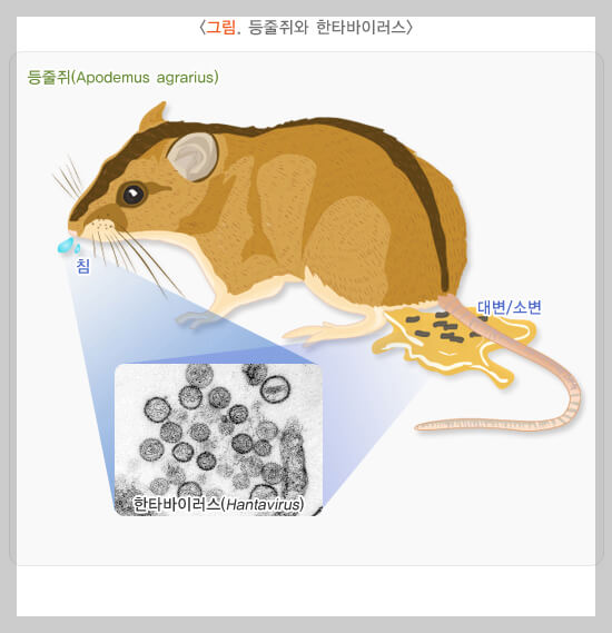 한타바이러스