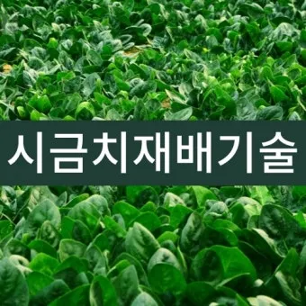 시금치 재배 방법과 기술, 파종 시기와 방법_29