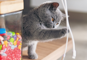 코드에 농락을 부리는 아기 고양이