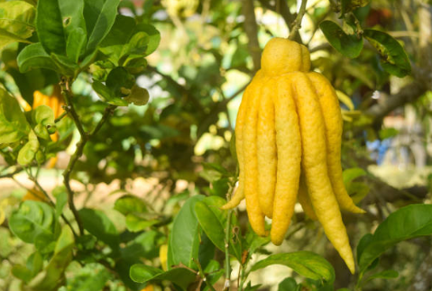 열대 과일 불수감의 약용 효과와 효능, 영양 성분, 화학적 구성