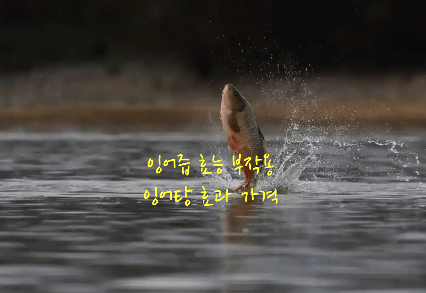 잉어즙 효능