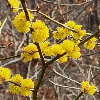 생강나무 꽃 개화시기 모양 특징_23