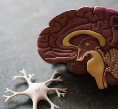 치매 진단 방법 치료 예방 가이드