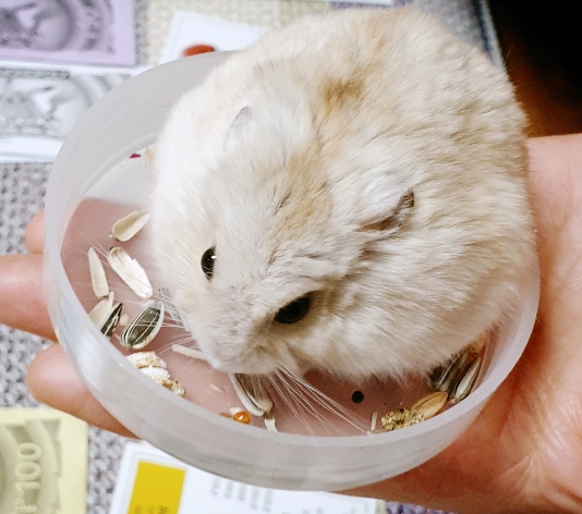 햄스터-골디