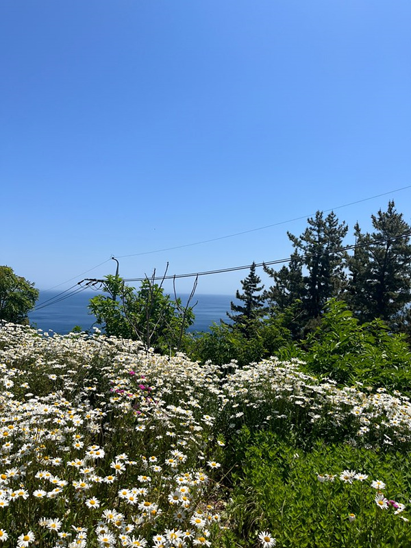 울릉도 카페 추천