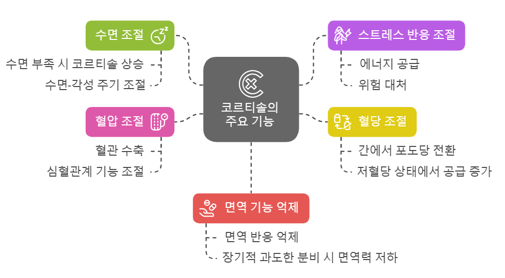 코르티솔의 주요 기능