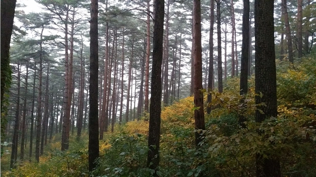 대관령자연휴양림