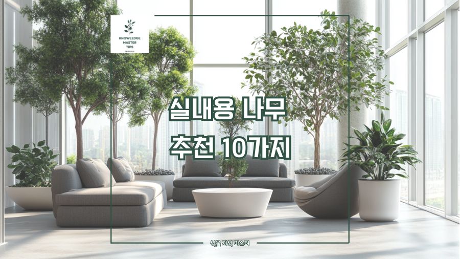실내용 나무 추천 10가지, 집에서 키우면 너무 예쁜 실내 나무들