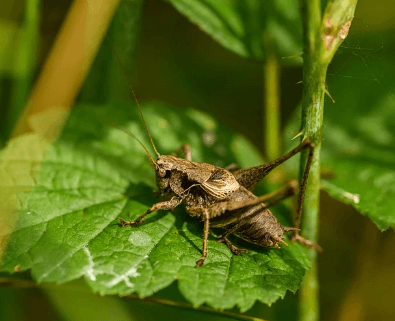 귀뚜라미 퇴치법