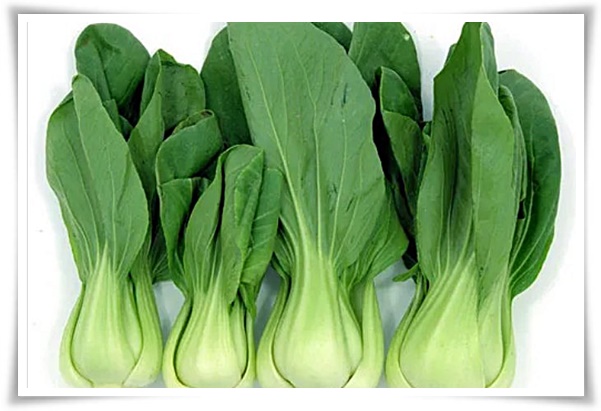 텃밭 "7월에 심기 좋은 작물" 가을 수확을 기대하는 황금 작물!