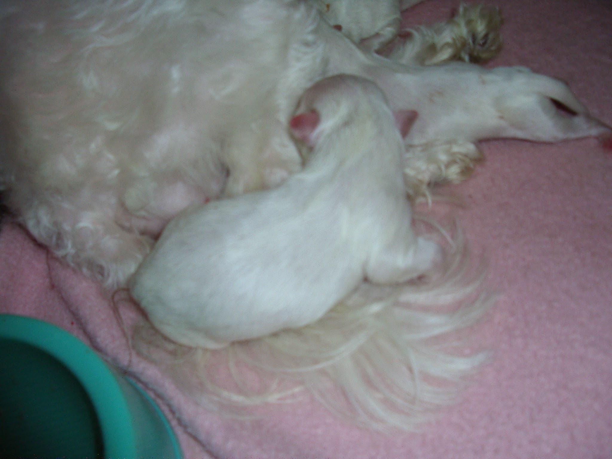 반려견의 임신과 출산 관리