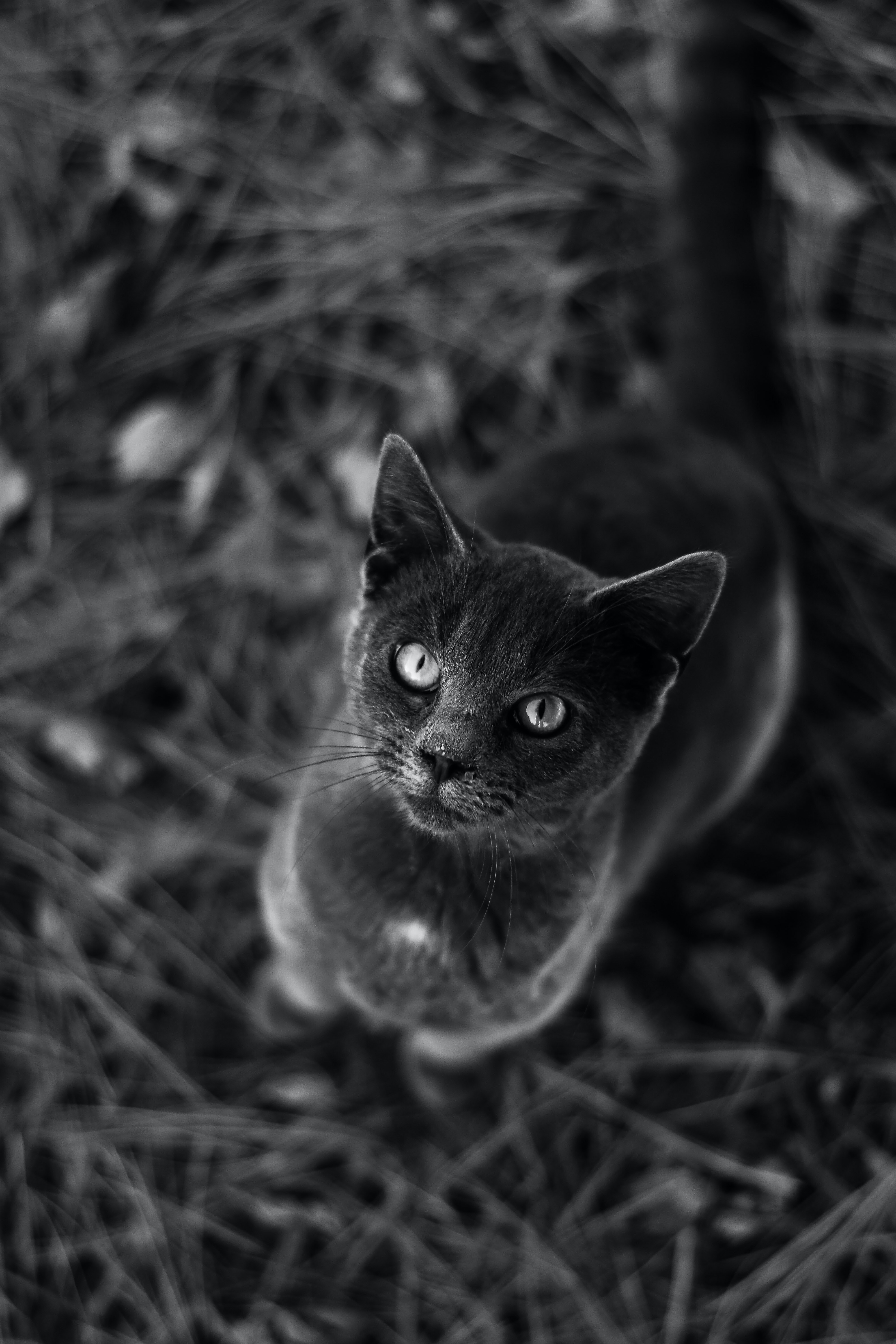 고양이 전염병