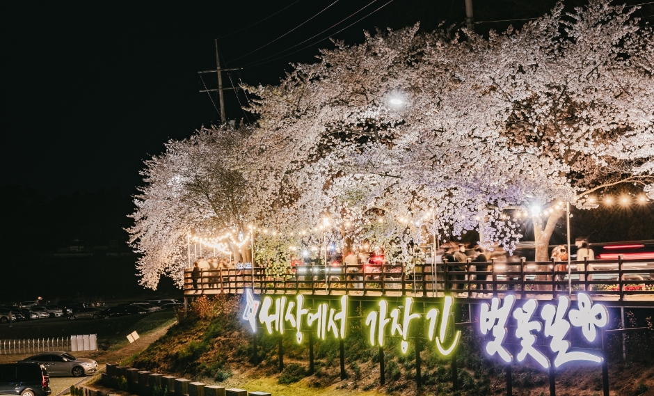 대청호 벚꽃축제에서 즐기는 26.6km 벚꽃 드라이브, 전국 최고의 벚꽃 명소