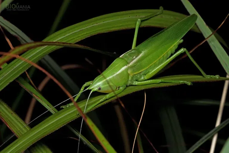 베짱이 vs 배짱이 맞춤법 올바른 표기와 의미 차이 예시로 정리로_5