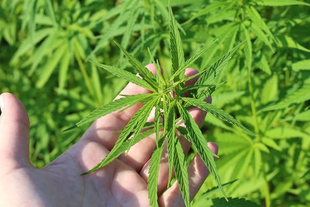 해리스관련주