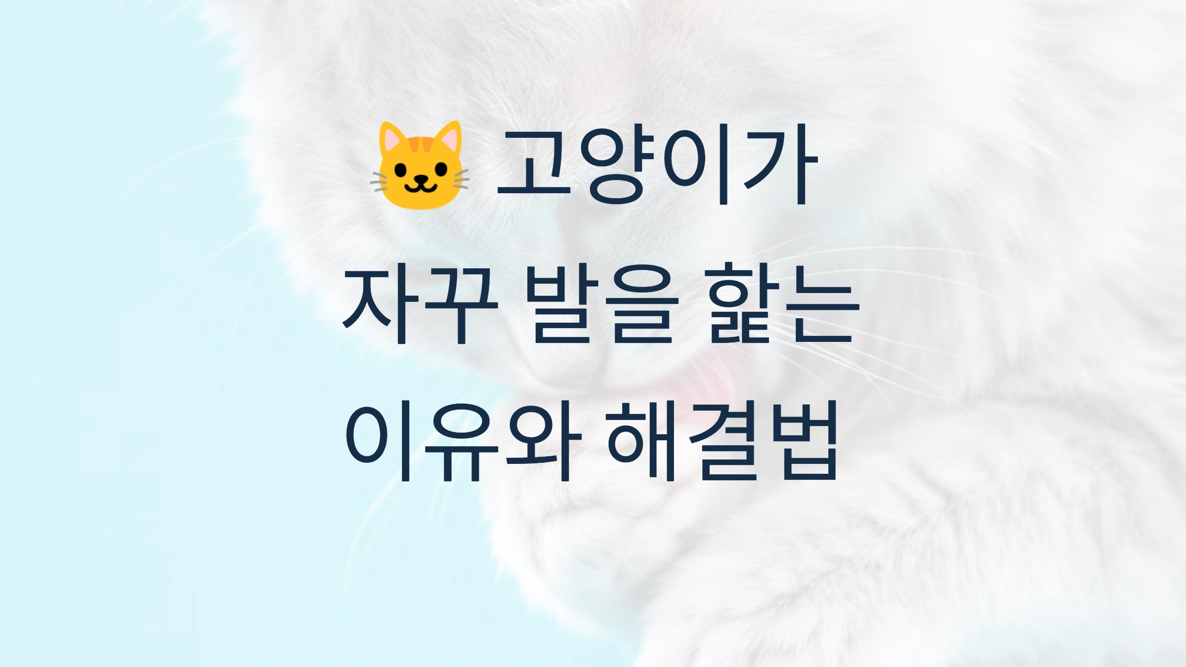 🐱 고양이가 자꾸 발을 핥는 이유와 해결법