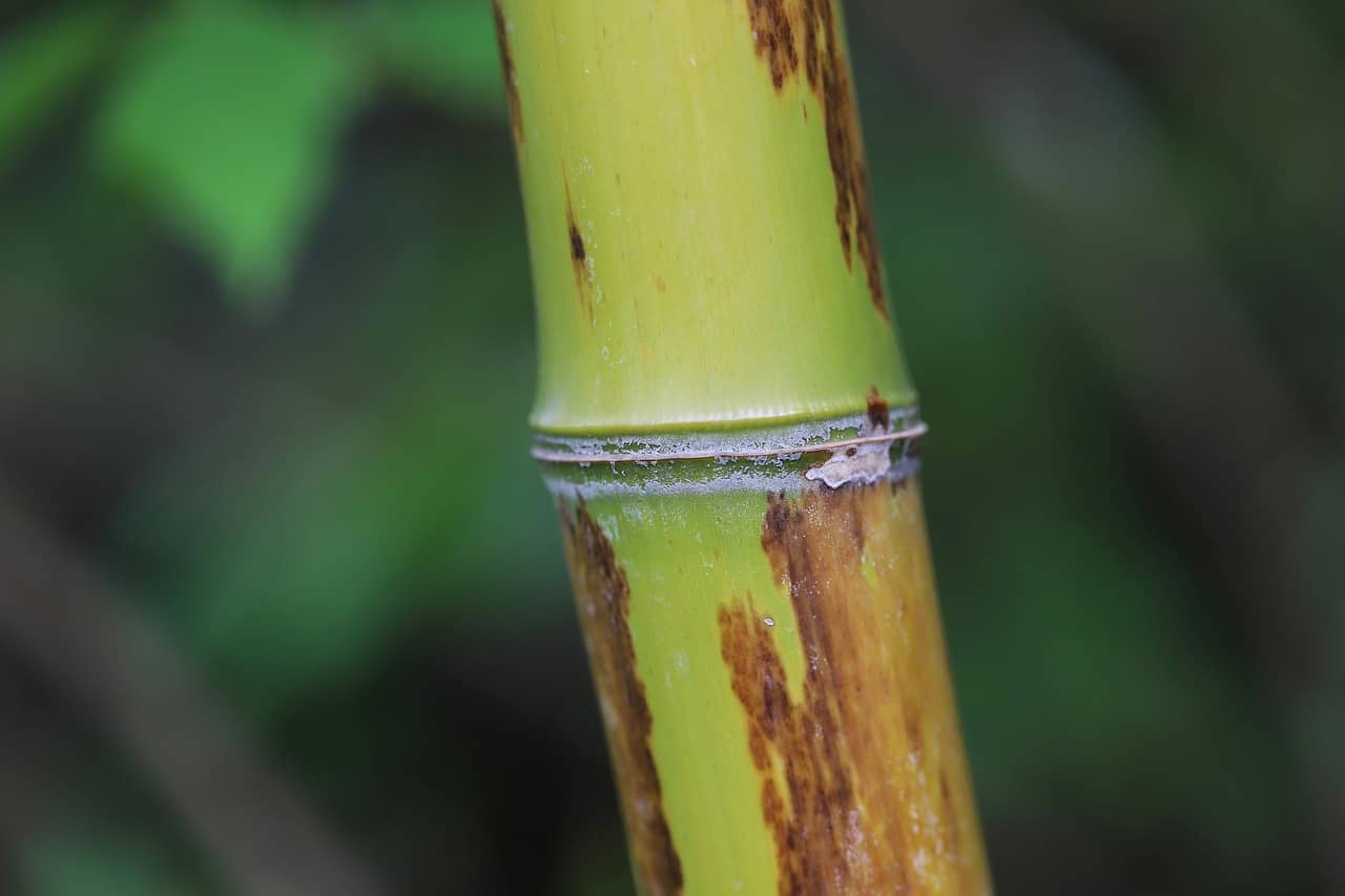 대나무로 피어난 전통의 미학, 담양의 죽제품