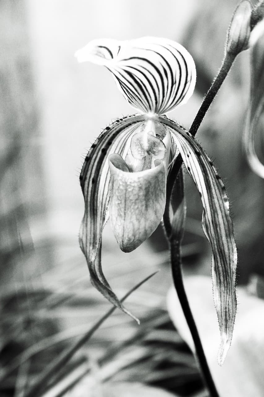 공중에서 뿌리를 내리는 희귀식물: 착생식물의 생태