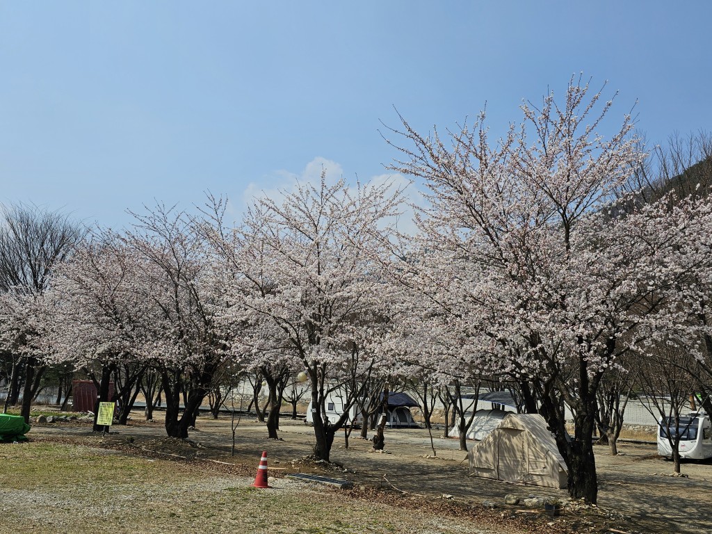 인제 돌배2야영장 벚꽃 캠핑장 전경