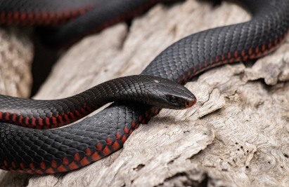 2025년 6월 뱀띠 생년별 운세