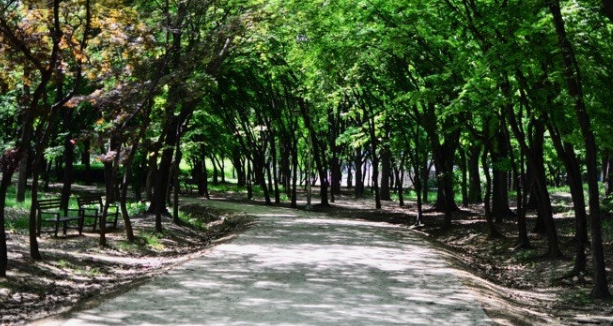 양재 시민의숲 산책로