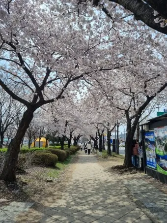 벚꽃 명소 추천 축제 유명한곳_9