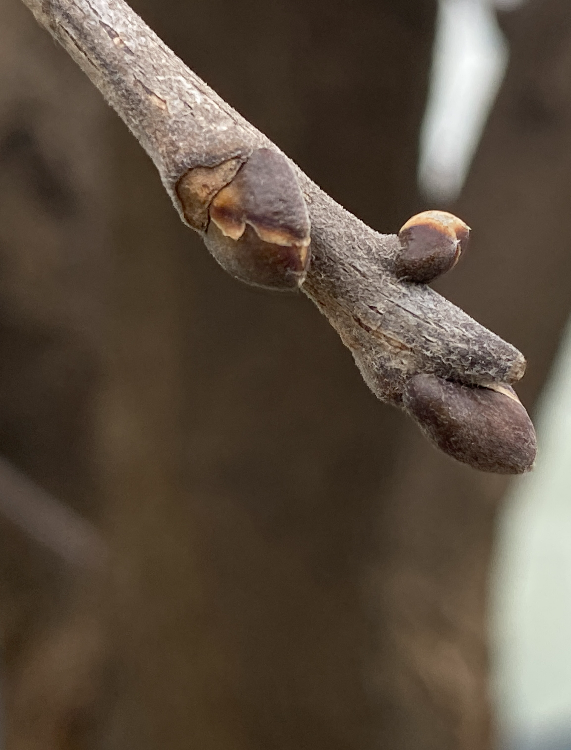 다릅나무 겨울눈1