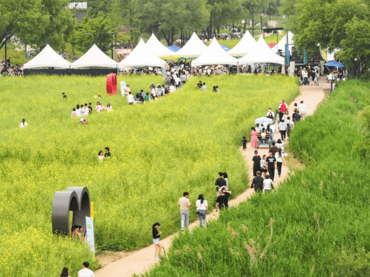 창릉천 유채꽃축제