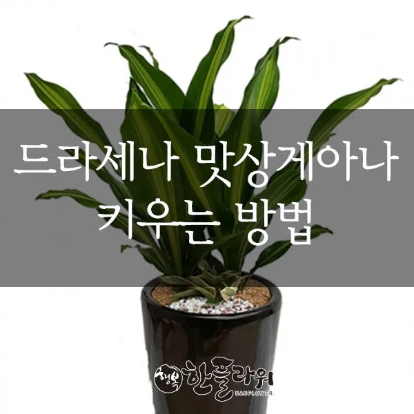 드라세나 키우기 물주기 가지치기 번식방법 흙배합 가이드_8