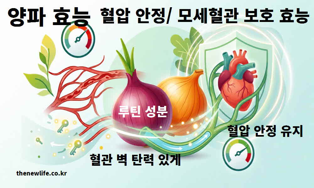 양파 효능 혈압 안정 모세혈관 보호