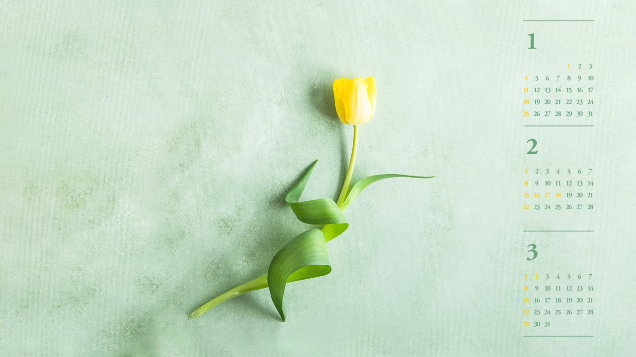 06 노란색 튤립 B - 2026년2월 달력배경화면