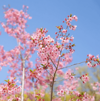 용인 자작나무 숲 봄 꽃 축제, 봄 날의 감성에 물들다!