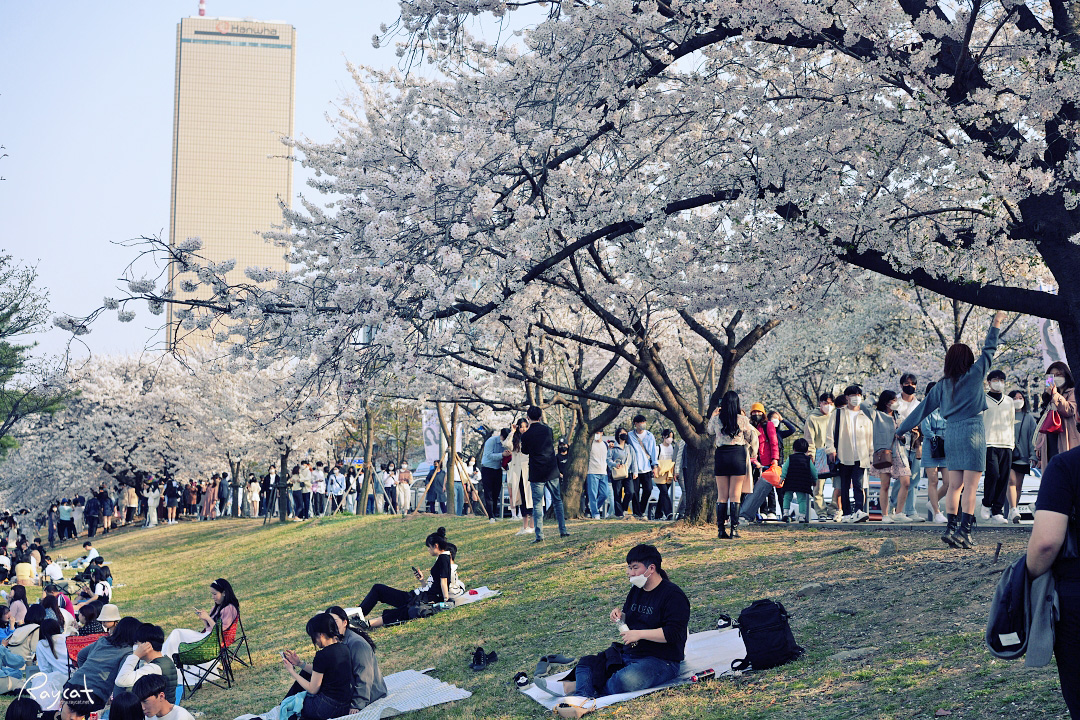 2026 서울 벚꽃 명소 (여의도 윤중로)