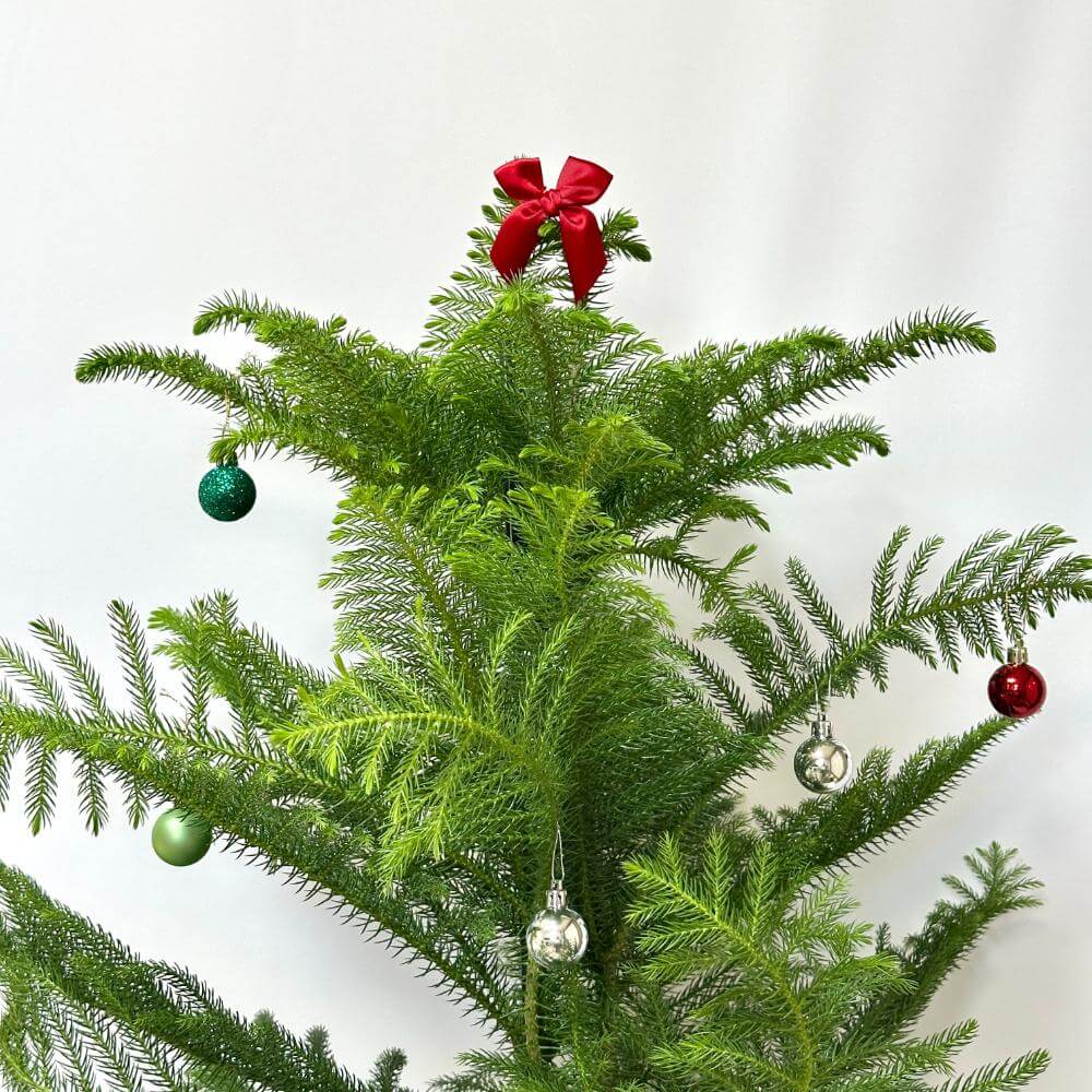 아라우카리아 키우기 크리스마스 트리