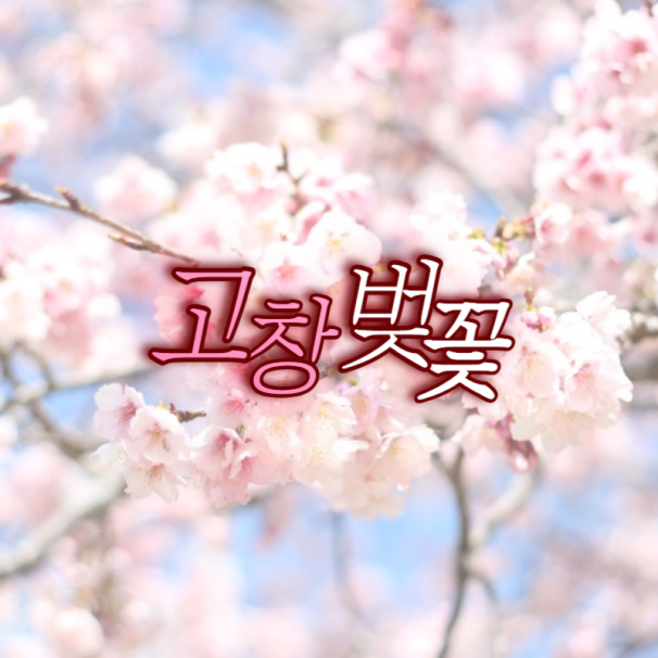 고창 벚꽃 축제