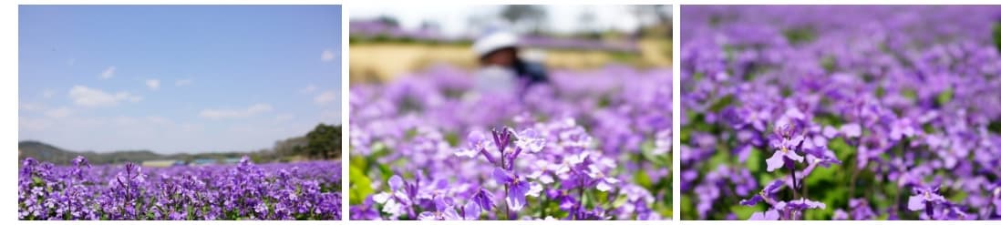 강화도 청유채꽃 ❘ 보라빛 유채꽃의 향연! 인천 근교 봄 여행 추천 ❘ 개화 시기 &amp; 꿀팁 안내