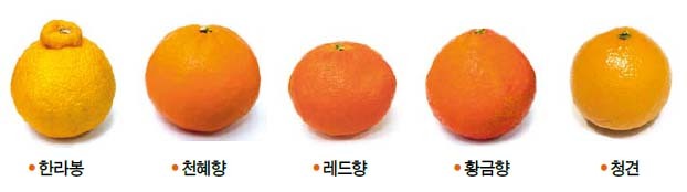 한라봉 천혜향 레드향 황금향 청견