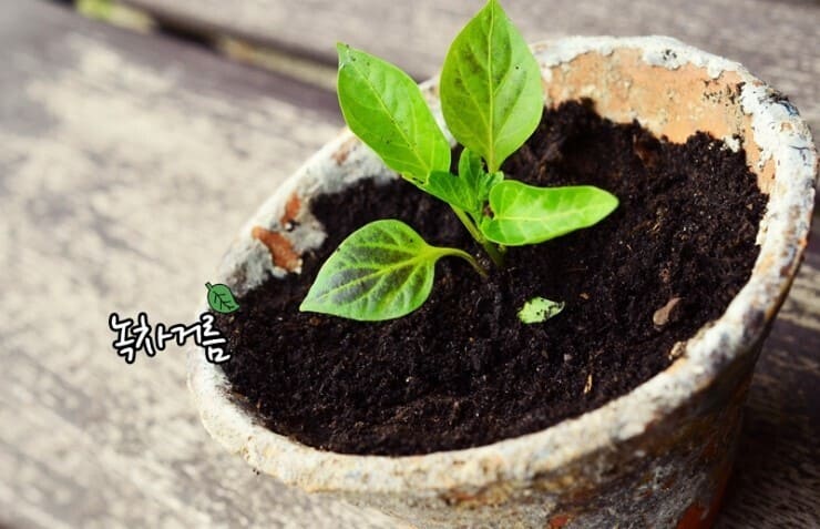 화분에-뿌린-녹차가루