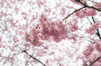 2025년 서울 벚꽃개화시기 예측(+서울 벚꽃 명소추천)