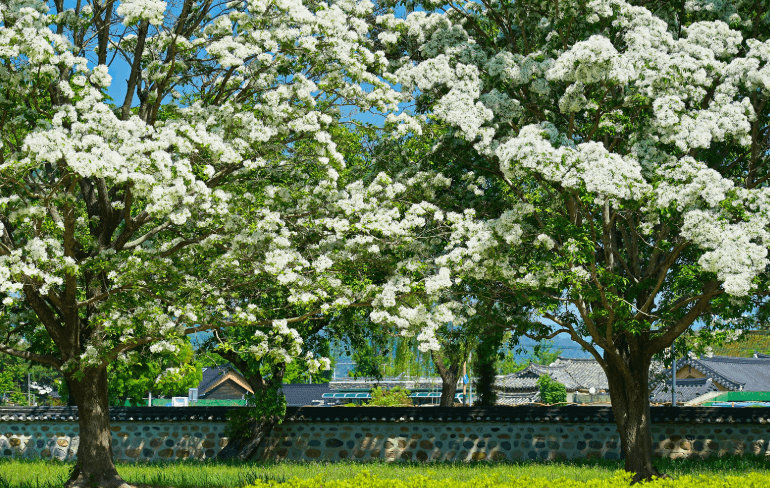 경주오릉-이팝나무