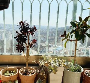 계절별 물 주기가 달라지는 이유와 조절 방법