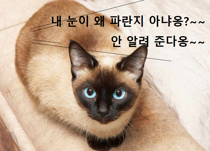 샴 고양이 이미지 - 1