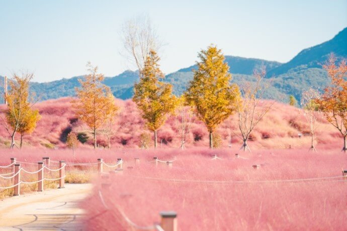 핑크뮬리 (Pink Muhly)
핑크뮬리 절정 시기 (Pink Muhly peak season)
핑크뮬리 명소 (Pink Muhly spots)
핑크뮬리 사진 촬영 팁 (Pink Muhly photography tips)
가을 꽃 (autumn flowers)