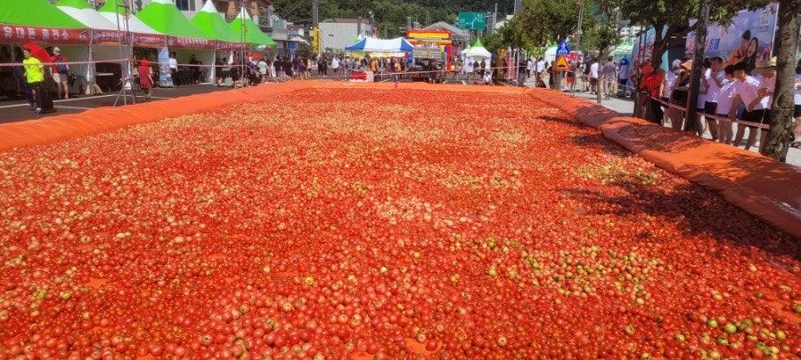 2025 화천 토마토 축제 - 여름을 붉게 물들이다! 관련 사진