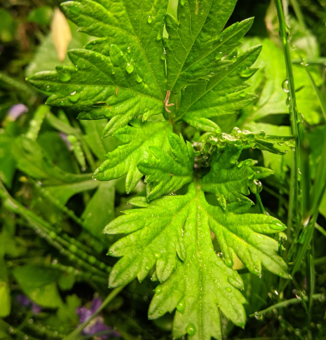 쑥 효능 부작용 칼로리 요리