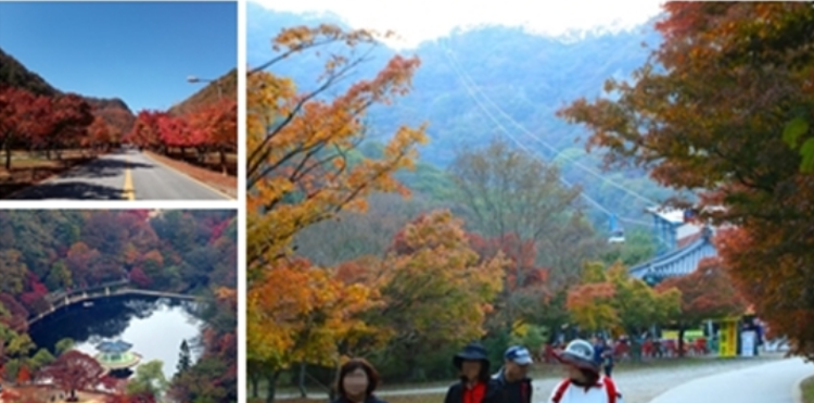 내장산 케이블카