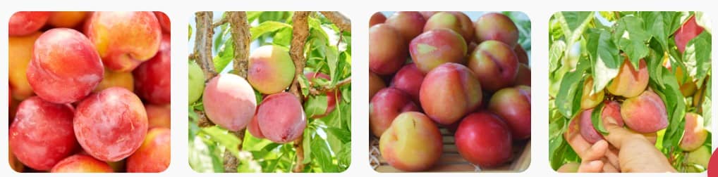 김천 자두 축제