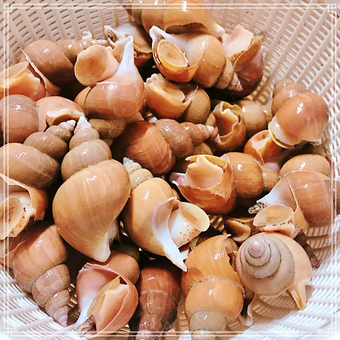 경북 포항 맛집 전국 택배 주문 제철 해산물