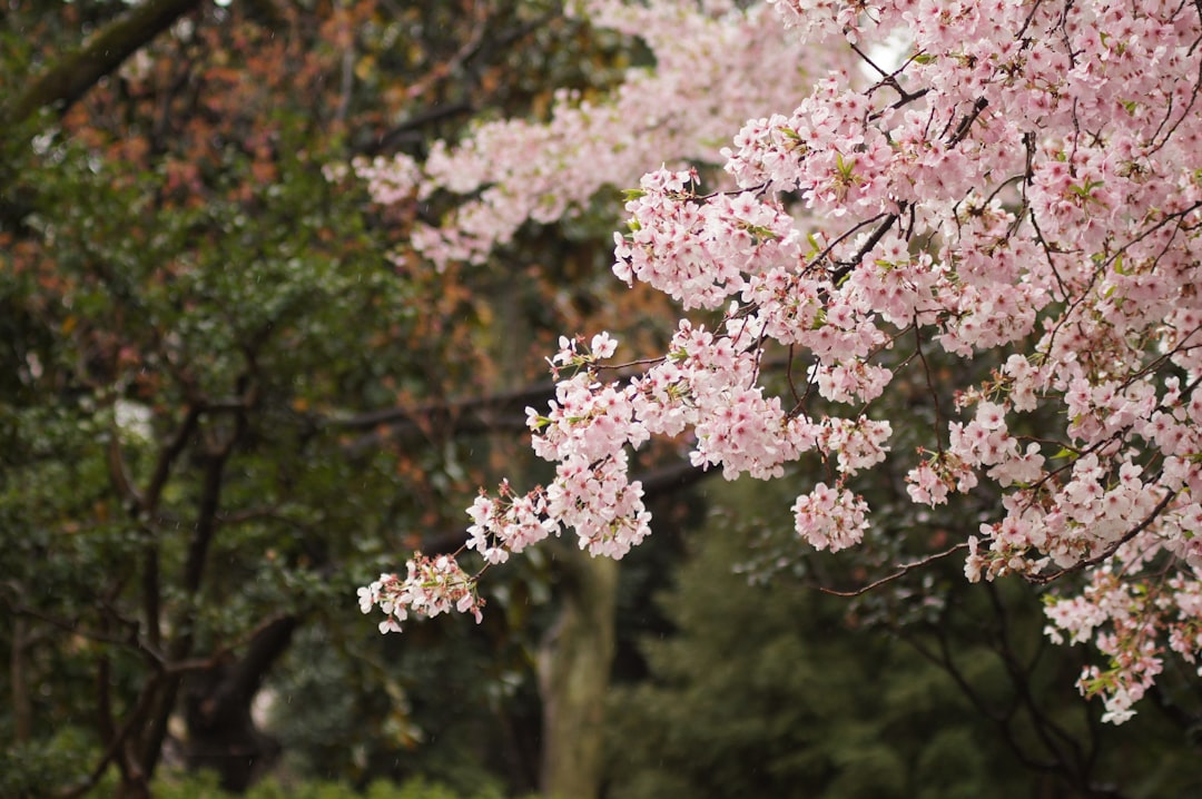 Cherry blossom